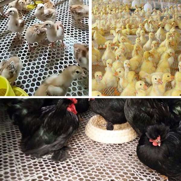 Chicken Wire Plastic Mesh Roll Fencing Poultry Breeding Netting