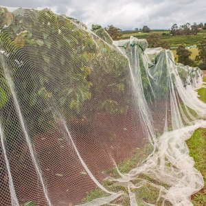 Netting